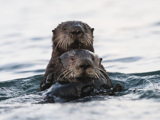 Sea otters