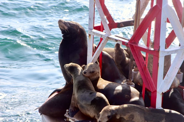 Sea lion 2