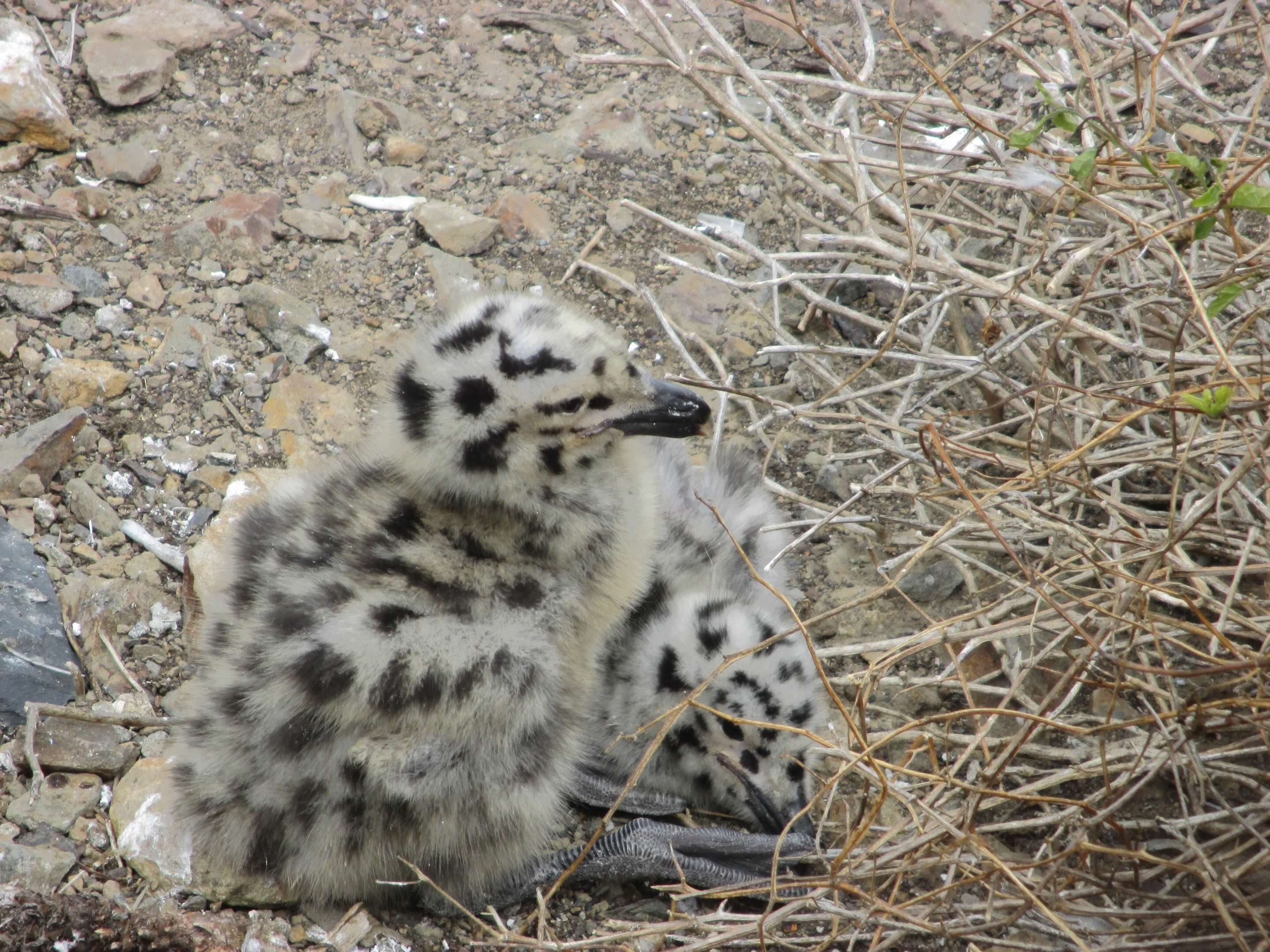 Speckled, fluffy western gull chicks with black beaks