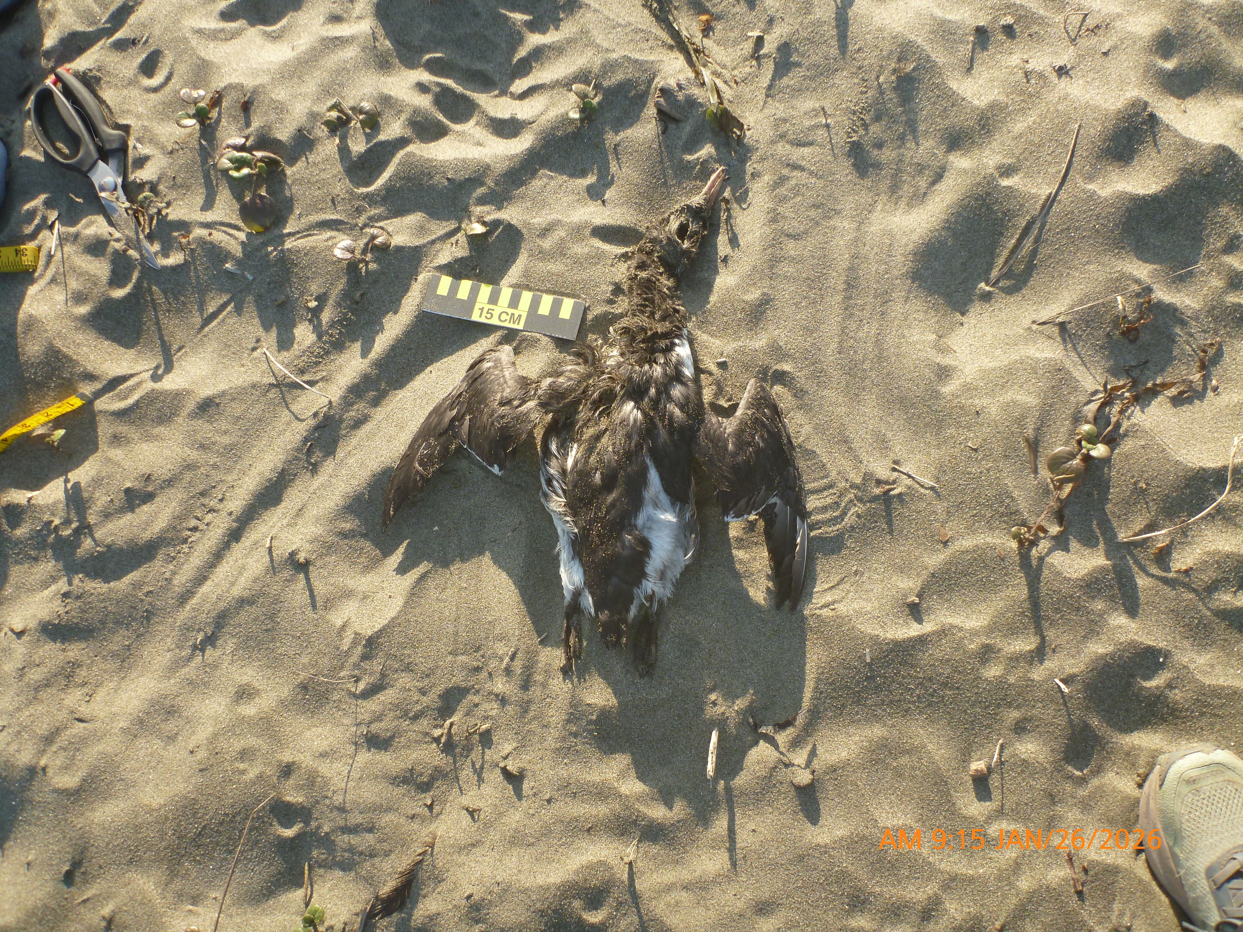 Deceased common murre on the beach